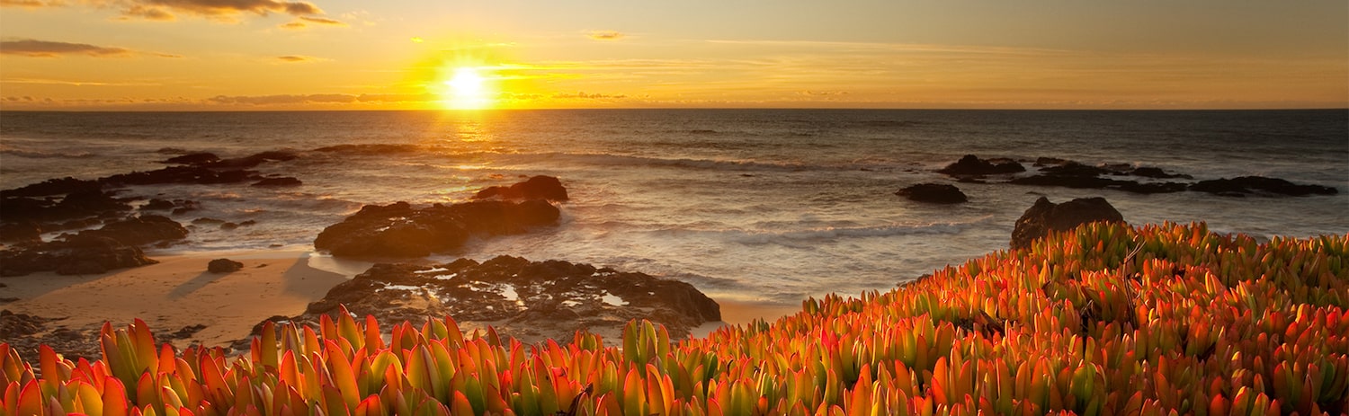 Orange plants in foreground with ocean behind