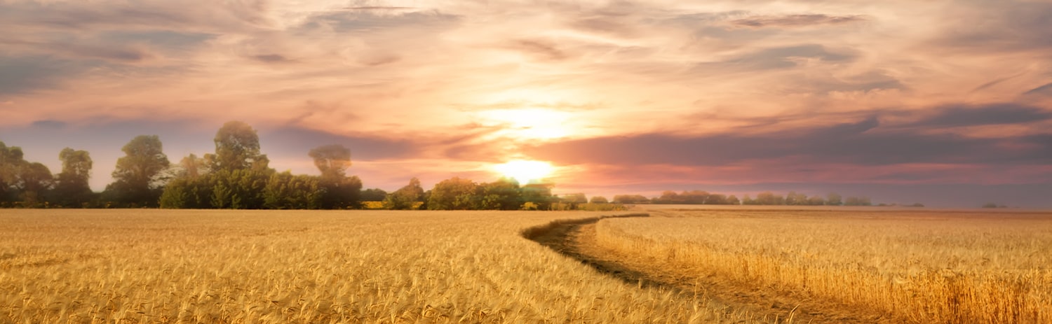 sunset over golden field