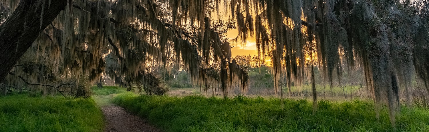 weeping willow hanging over green field