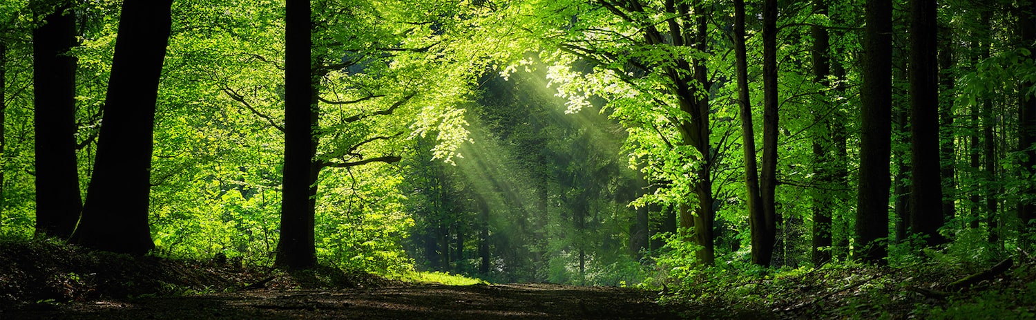 sunlight coming through trees over shaded path