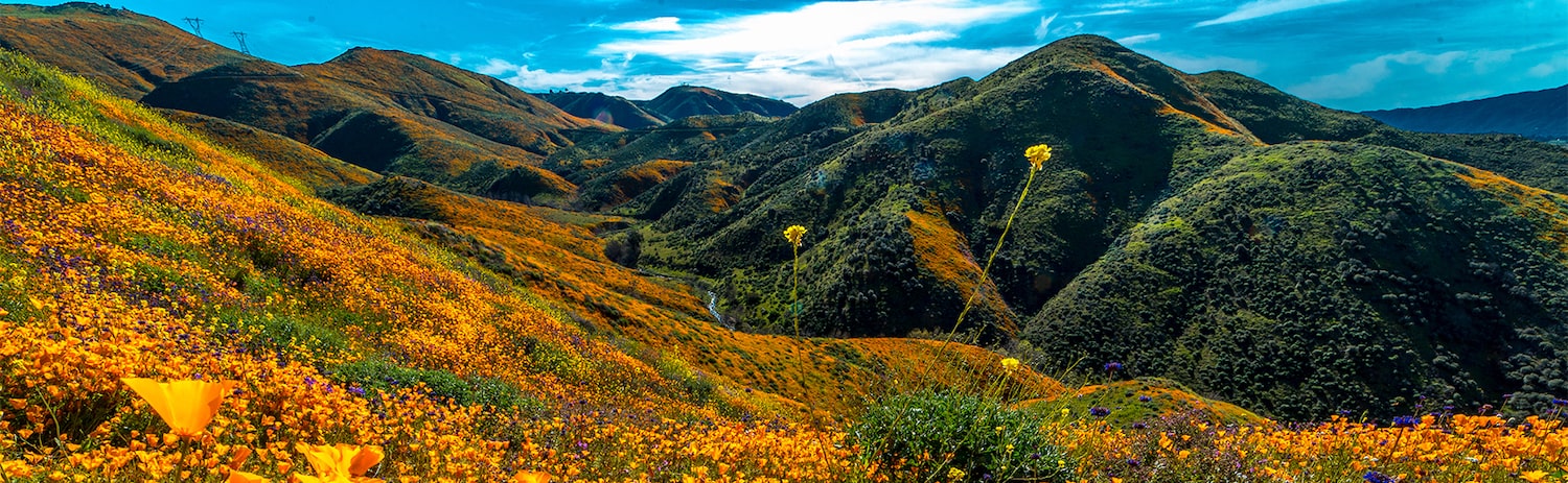 Hillside with bright yellow wildflowers